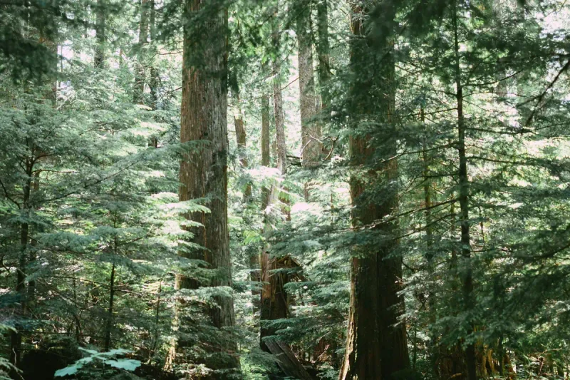 Sunlit forest trail in the Oregon woods near Portland
